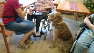 Tiergestützte Aktivität Hundeschule Heike Daniel